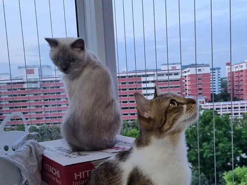 invisible grille for cats